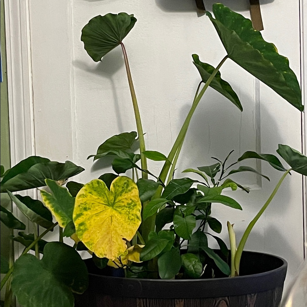 Meet your Posher, Hae